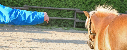 Training mit Pferden